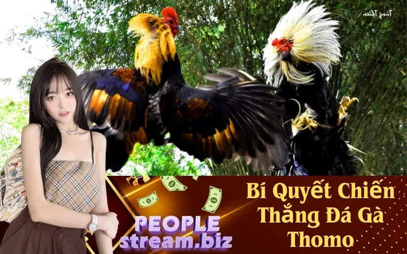 Bí Quyết Chiến Thắng Đá Gà Thomo