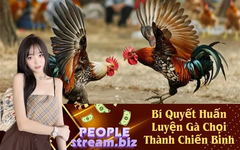 Bí Quyết Huấn Luyện Gà Chọi Thành Chiến Binh