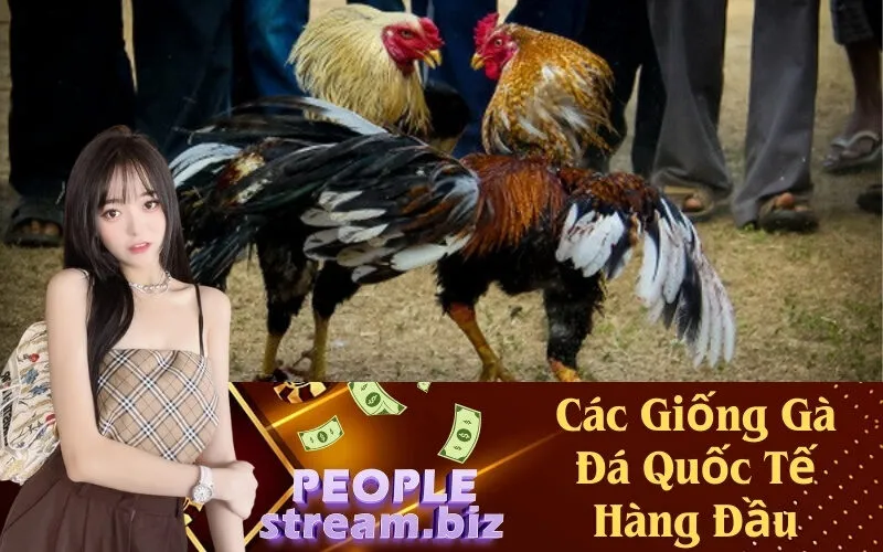 Các Giống Gà Đá Quốc Tế Hàng Đầu