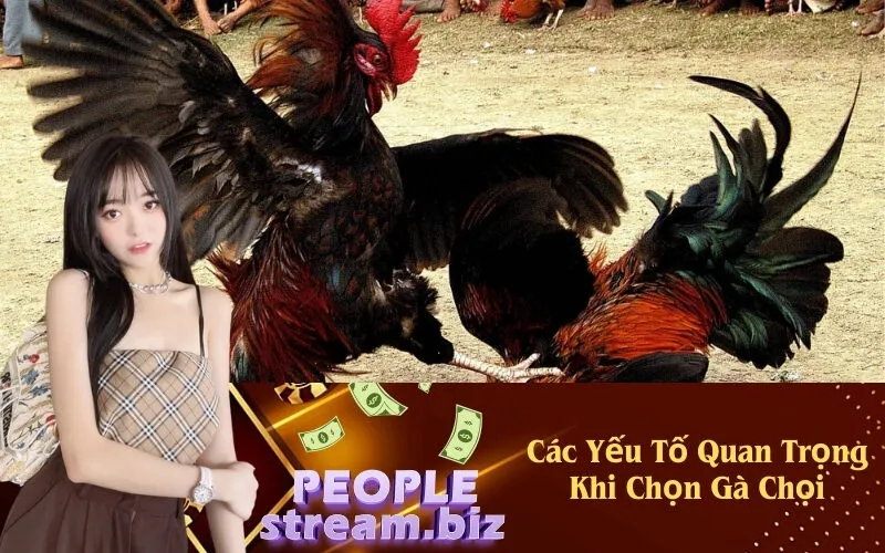 Các Yếu Tố Quan Trọng Khi Chọn Gà Chọi
