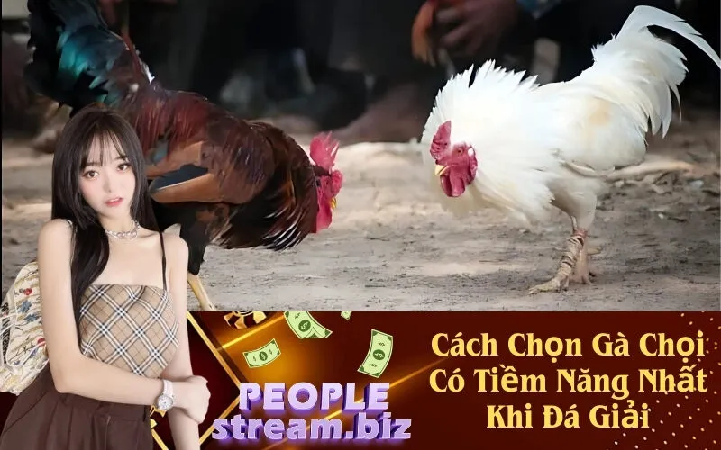 Cách Chọn Gà Chọi Có Tiềm Năng Nhất Khi Đá Giải