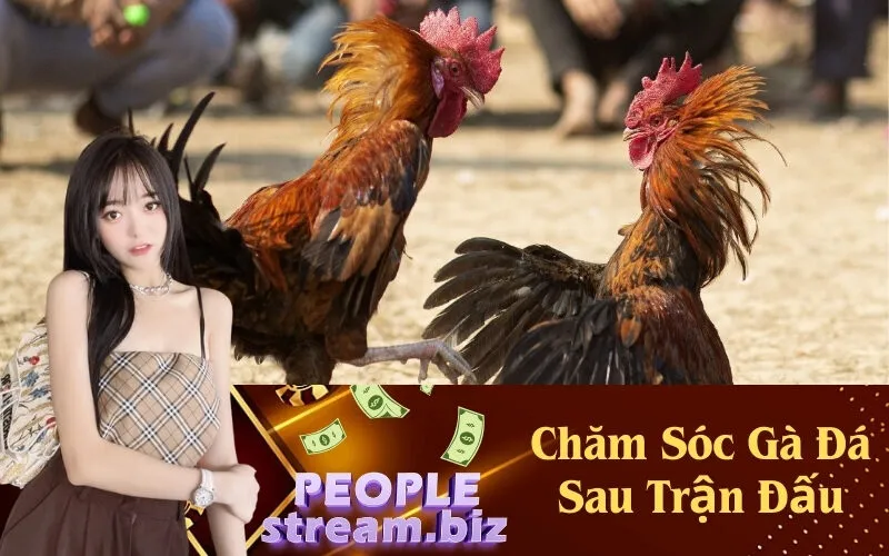 Chăm Sóc Gà Đá Sau Trận Đấu