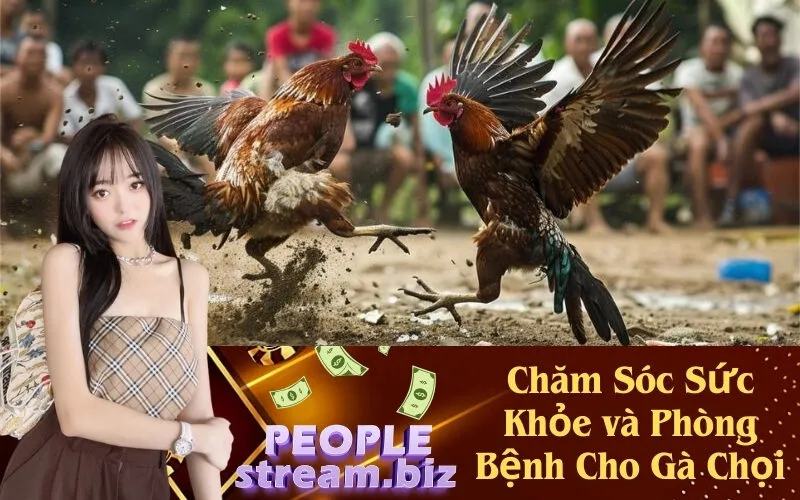 Chăm Sóc Sức Khỏe và Phòng Bệnh Cho Gà Chọi