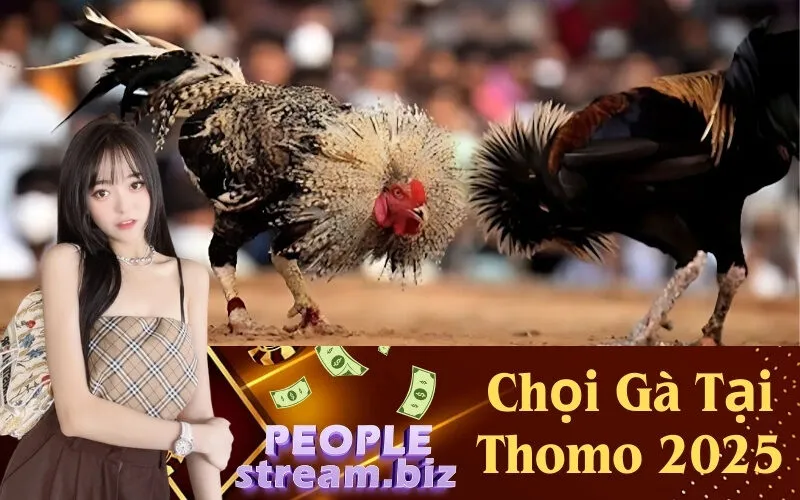 Chọi Gà Tại Thomo 2025