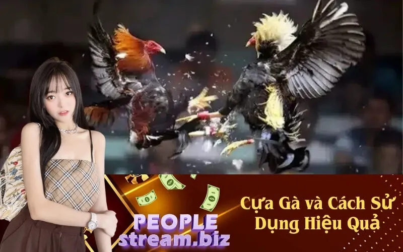 Cựa Gà và Cách Sử Dụng Hiệu Quả