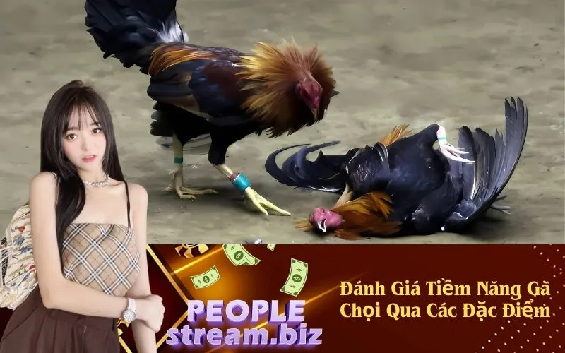 Đánh Giá Tiềm Năng Gà Chọi Qua Các Đặc Điểm