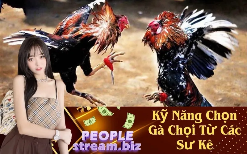 Kỹ Năng Chọn Gà Chọi Từ Các Sư Kê