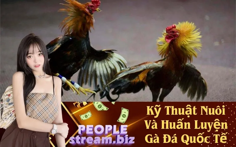 Kỹ Thuật Nuôi Và Huấn Luyện Gà Đá Quốc Tế