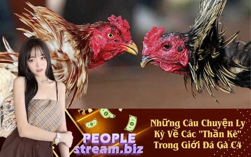 Những Câu Chuyện Ly Kỳ Về Các Thần Kê Trong Giới Đá Gà C4