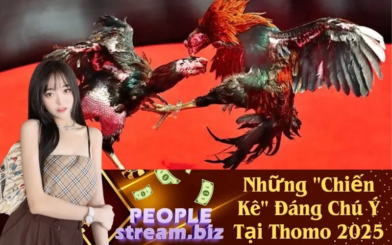 Những Chiến Kê Đáng Chú Ý Tại Thomo 2025
