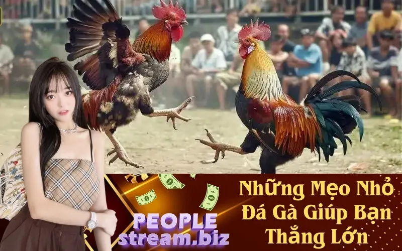 Những Mẹo Nhỏ Đá Gà Giúp Bạn Thắng Lớn