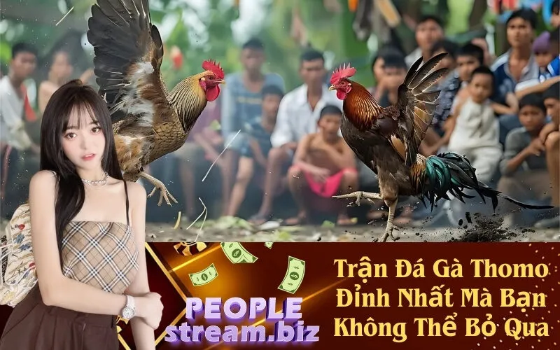 Trận Đá Gà Thomo Đỉnh Nhất Mà Bạn Không Thể Bỏ Qua
