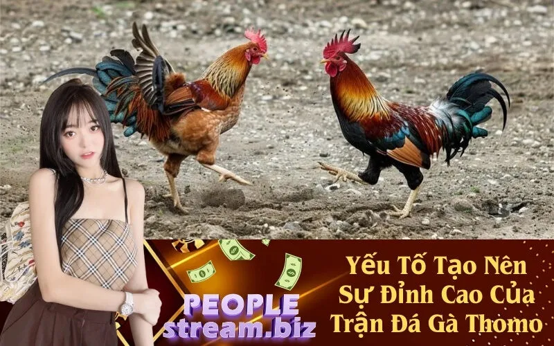 Yếu Tố Tạo Nên Sự Đỉnh Cao Của Trận Đá Gà Thomo