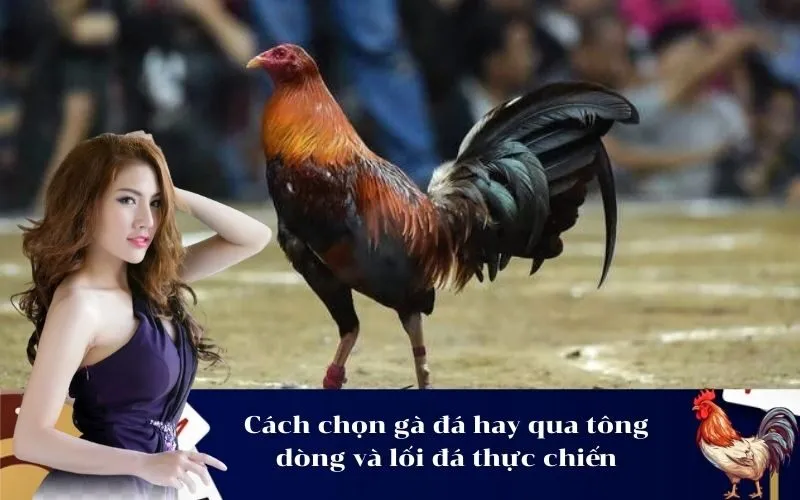 Cách chọn gà đá hay qua tông dòng và lối đá thực chiến