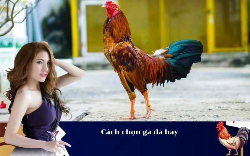 Cách chọn gà đá hay