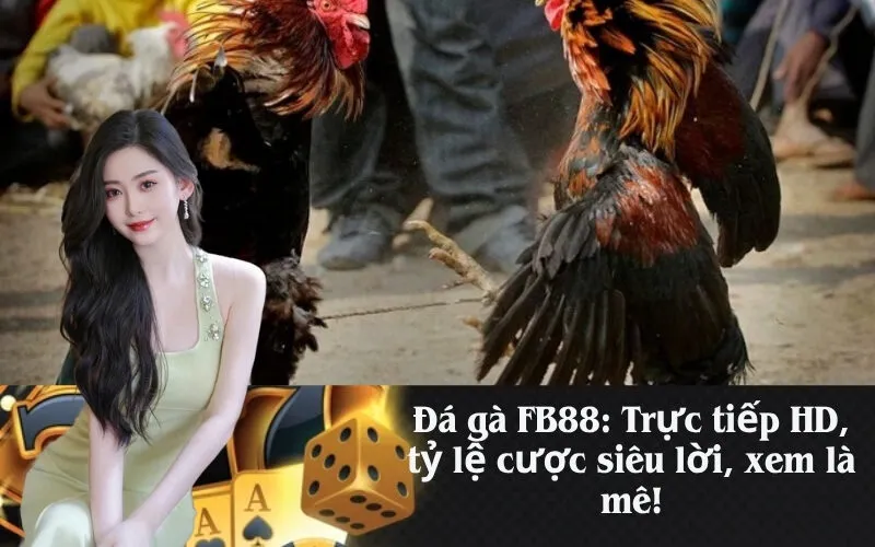 Đá gà FB88: Trực tiếp HD, tỷ lệ cược siêu lời, xem là mê!