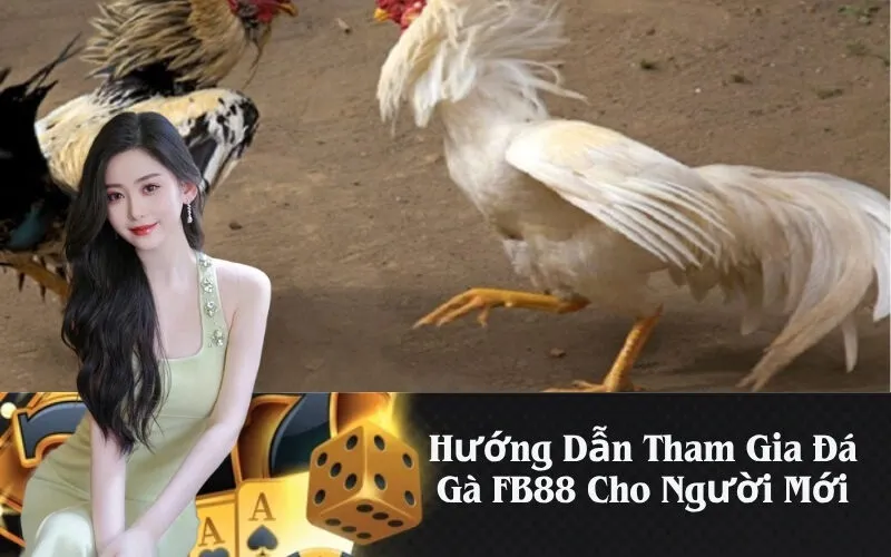 Hướng Dẫn Tham Gia Đá Gà FB88 Cho Người Mới